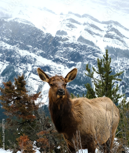 elk in the mountains
