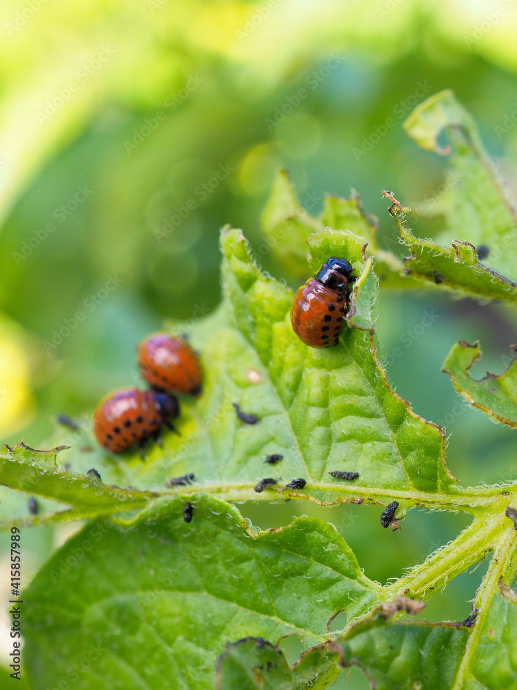 Fototapeta premium Colorado potato beetle larvae on eaten away potato leaf. Close-up. A bright vertical illustration on the theme of protecting this agricultural plant from bugs. High detail. Macro