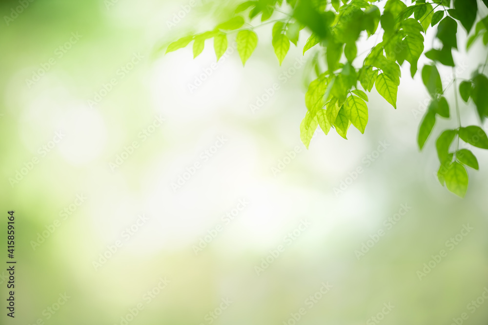 Beautiful nature view green leaf on blurred greenery background under sunlight with bokeh and copy space using as background natural plants landscape, ecology wallpaper concept. Beautiful nature view green leaf on blurred greenery background under sunlight with bokeh and copy space using as background natural plants landscape, ecology wallpaper concept.