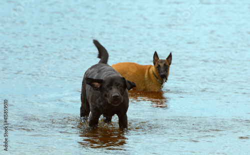 Labrador retriever is standing in water. Happy dog is in outdoors. © Ирина Орлова