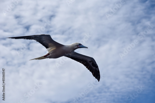 Seabird Masked  Blue-faced Booby  Sula dactylatra  flying over the blue and calm ocean. Seabird is hunting for flying fish jumping out of the water.
