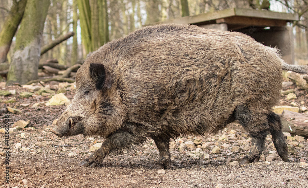 Wild boar in the woods; Sus scrofa; Majestic wild mammal walking in the woods; Wildgehege, Moritzburg, Germany Wild boar in the woods; Sus scrofa; Majestic wild mammal walking in the woods; Wildgehege, Moritzburg, Germany