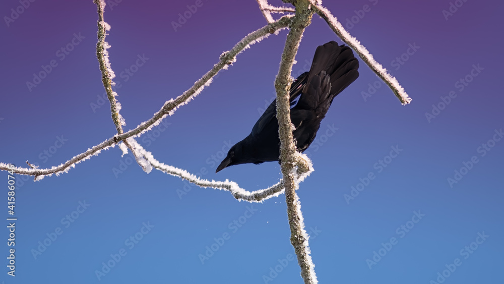 Fototapeta premium Crow sits on a frozen branch