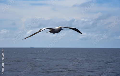 Seabird Masked, Blue-faced Booby (Sula dactylatra) flying over the blue and calm ocean. Seabird is hunting for flying fish jumping out of the water.