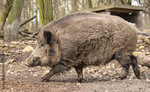 Wild boar in the woods; Sus scrofa; Majestic wild mammal walking in the woods; Wildgehege, Moritzburg, Germany