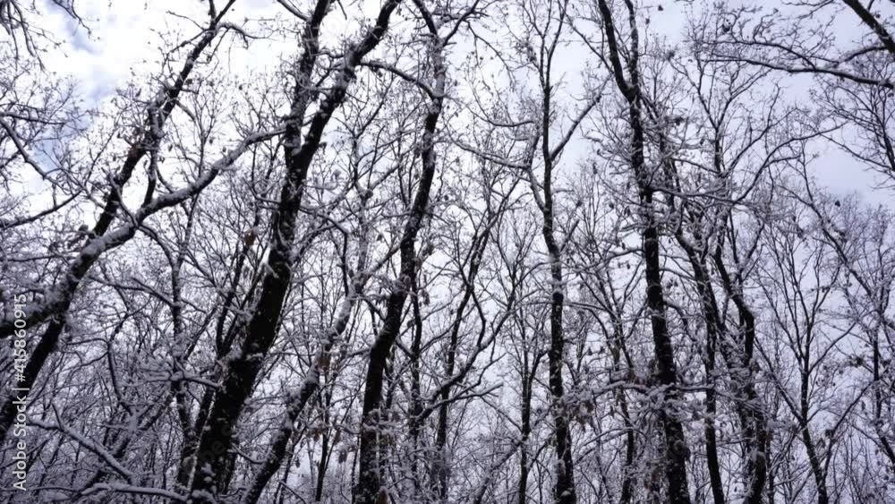 Winter landscape with leafless trees and dry branches covered in white snow Winter landscape with leafless trees and dry branches covered in white snow