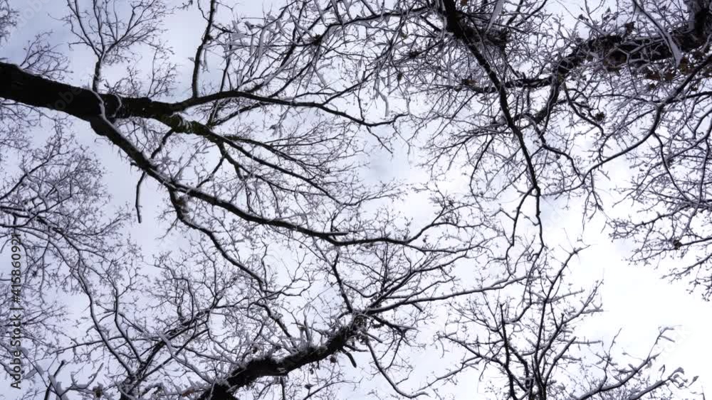 Snow falling from branches of trees under cloudy sky on a winter day, rolling shot