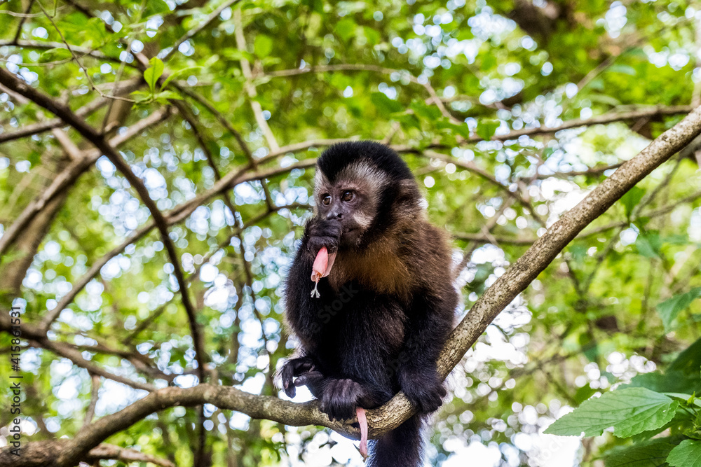 Foto monkey eating flower