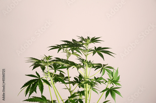 Marijuana stem on pink background. Cannabis shrub  young plant.