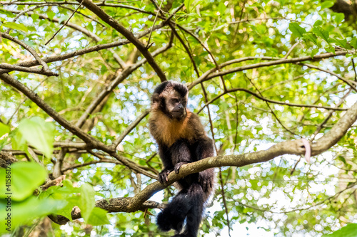 yellow-breasted nail monkey © Isabela Senatore