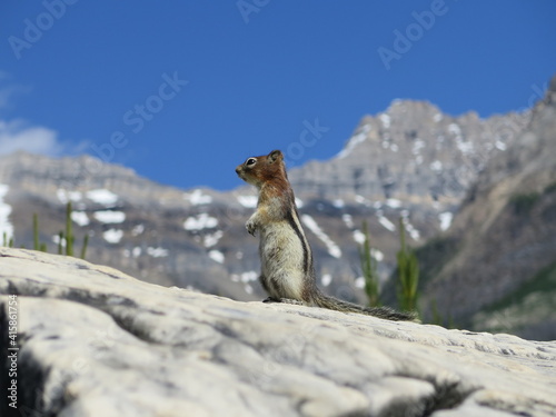 a chipmunk on a rock at the Marble Canyon, Kooteney National Park, Rocky Mountains, British Columbia, Canada, July photo