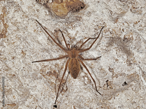 specimen of domestic house spider