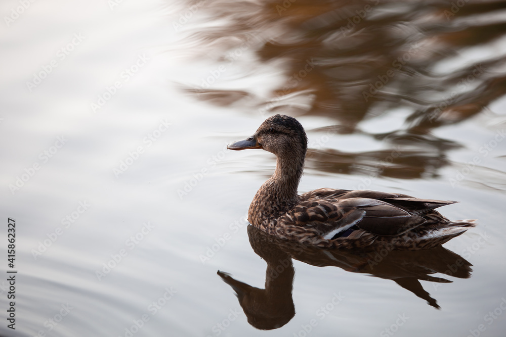 Brown duck swimming in the pond, side view Brown duck swimming in the pond, side view