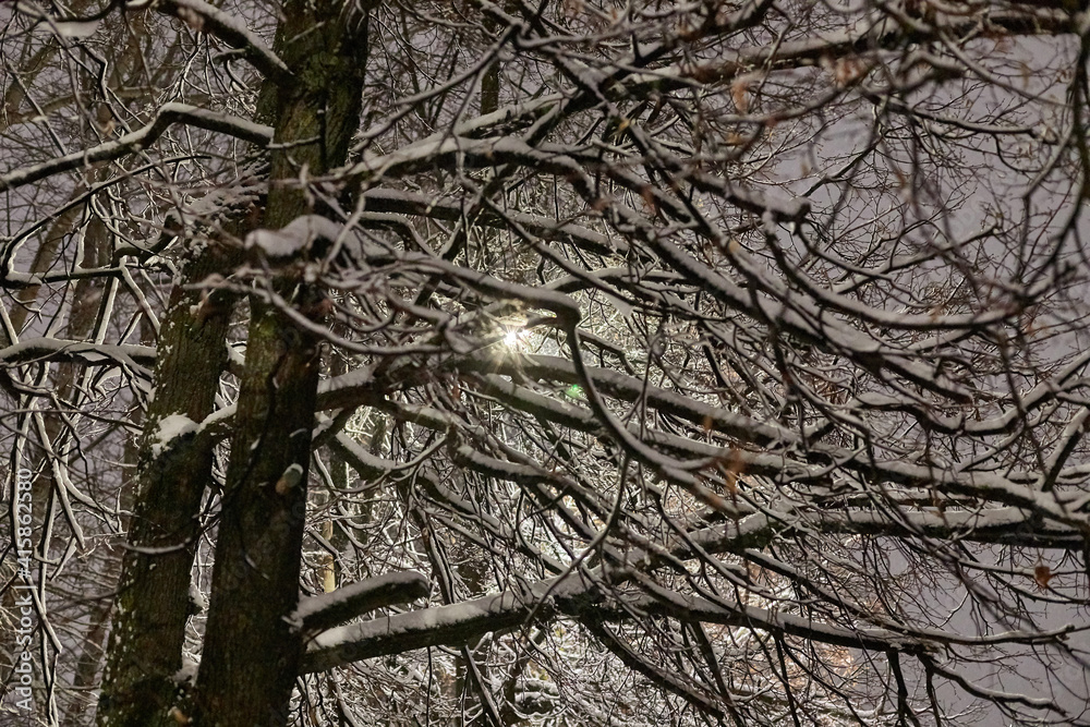 Branches of snowy trees in the park in dark evening Branches of snowy trees in the park in dark evening