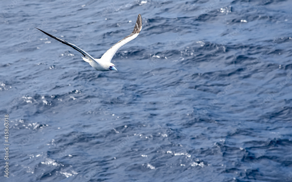Seabird Masked, Blue-faced Booby (Sula dactylatra) flying over the blue ocean. Seabird is hunting for flying fish jumping out of the water. Seabird Masked, Blue-faced Booby (Sula dactylatra) flying over the blue ocean. Seabird is hunting for flying fish jumping out of the water.