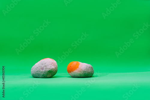Two rotten mandarins on a green background. Wasting food concept