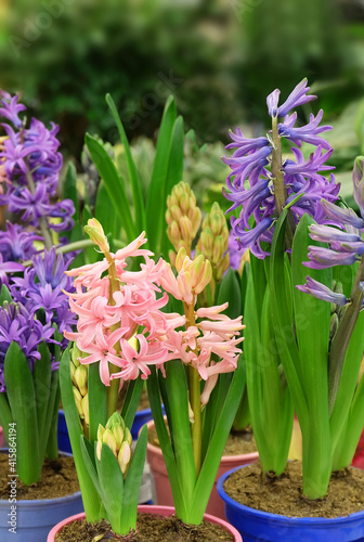 Pink and purple hyacinths in pots in a greenhouse, selective focus, blurred background, vertical orientation.