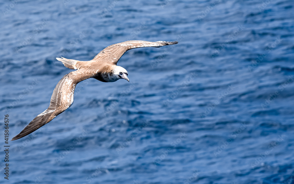 Seabird Masked, Blue-faced Booby (Sula dactylatra) flying over the blue ocean. Seabird is hunting for flying fish jumping out of the water. Seabird Masked, Blue-faced Booby (Sula dactylatra) flying over the blue ocean. Seabird is hunting for flying fish jumping out of the water.