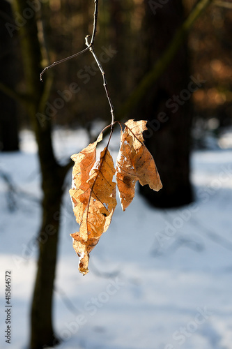 liście dębu zimą