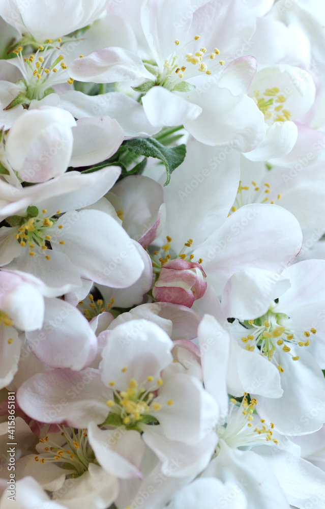 Spring floral apple tree bloom macro background texture, closeup, vertical, easter, mother's and women's day holiday background concept Spring floral apple tree bloom macro background texture, closeup, vertical, easter, mother's and women's day holiday background concept