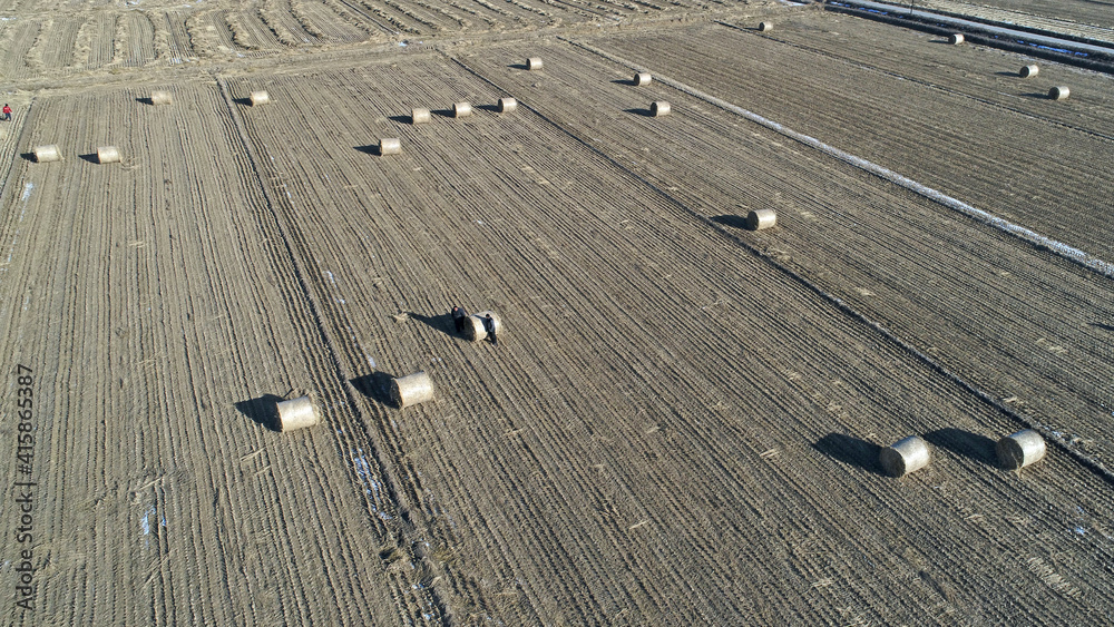 Obraz premium Farmers use agricultural machinery to compress rice straw and bundle them on a farm in North China