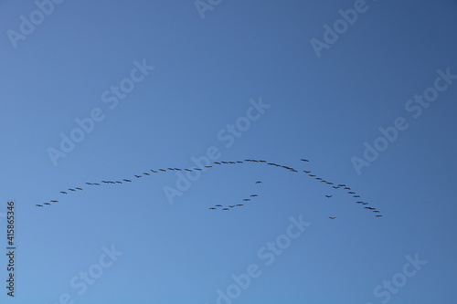 Common cranes in flight (Grus grus, Grauer Kranich)