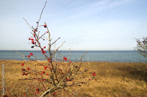 Hagebutten an der geltinger Birk photo