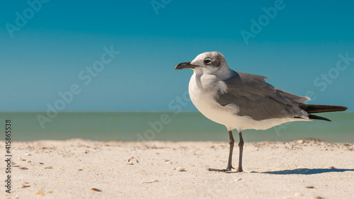 Seagull. Ocean or sea birds on the beach. Spring or summer vacations. Beautiful blue sky and turquoise ocean water. Quartz sand. Sea coast. Florida paradise. Tropical nature. Sand dunes. Copy space.