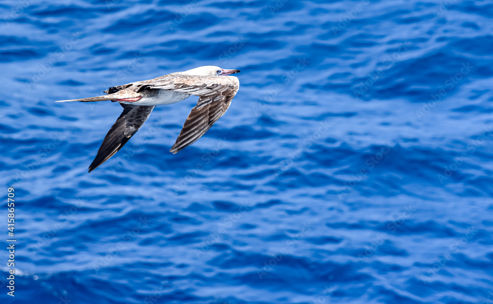 Seabird Masked, Blue-faced Booby (Sula dactylatra) flying over the blue ocean. Seabird is hunting for flying fish jumping out of the water. Seabird Masked, Blue-faced Booby (Sula dactylatra) flying over the blue ocean. Seabird is hunting for flying fish jumping out of the water.