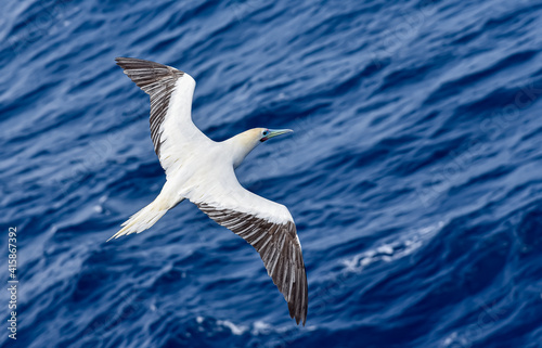 Seabird Masked, Blue-faced Booby (Sula dactylatra) flying over the blue ocean. Seabird is hunting for flying fish jumping out of the water. © Mariusz