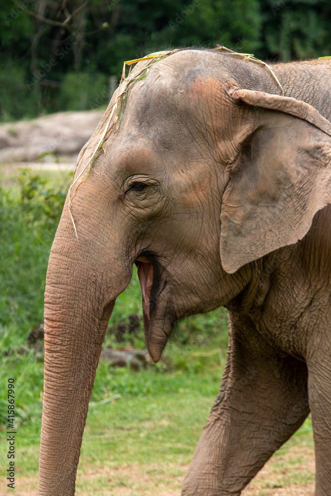 Fototapeta premium Asia elephant or Asiatic elephant