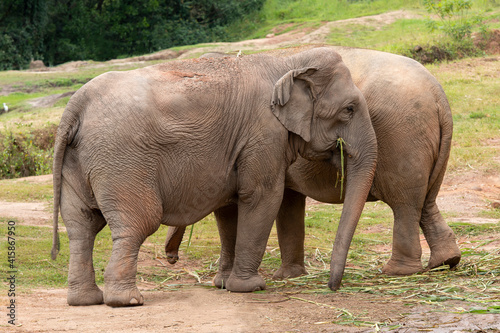 Asia elephant or Asiatic elephant