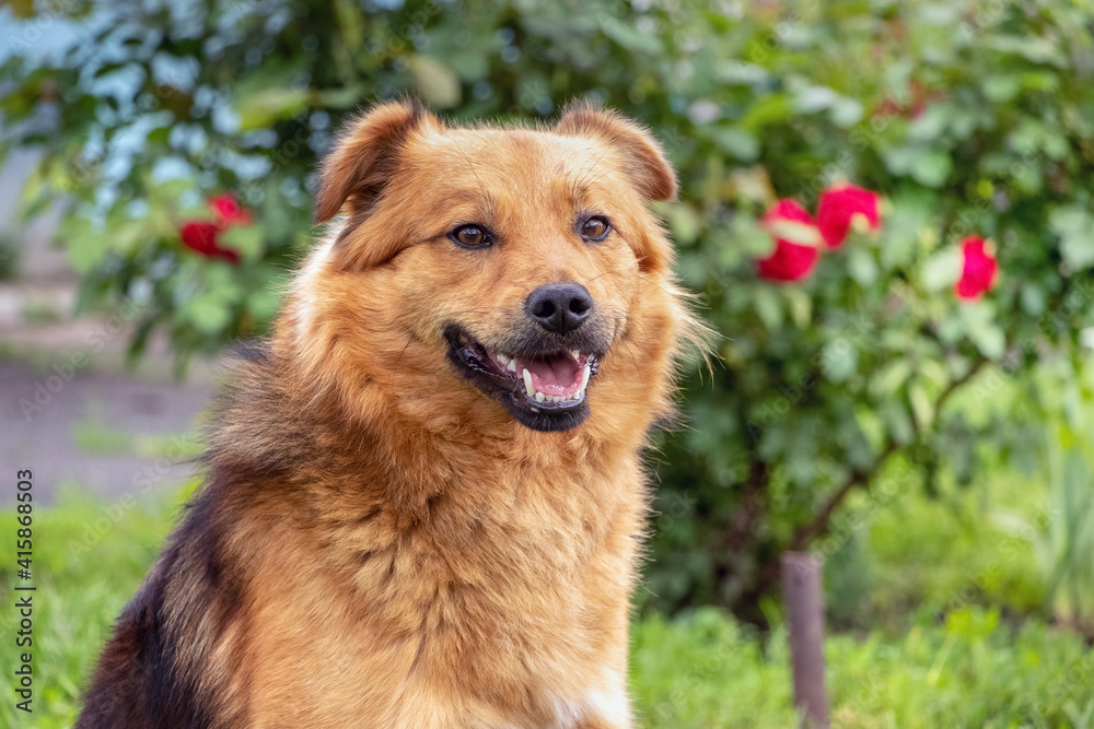 Brown cute dog in the garden near the rose bush