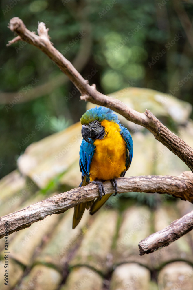 blue and yellow Macaw parrot