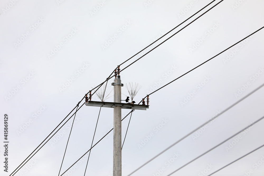A magpie wants to pull out the peculiar shape of the wire on the pole, North China A magpie wants to pull out the peculiar shape of the wire on the pole, North China