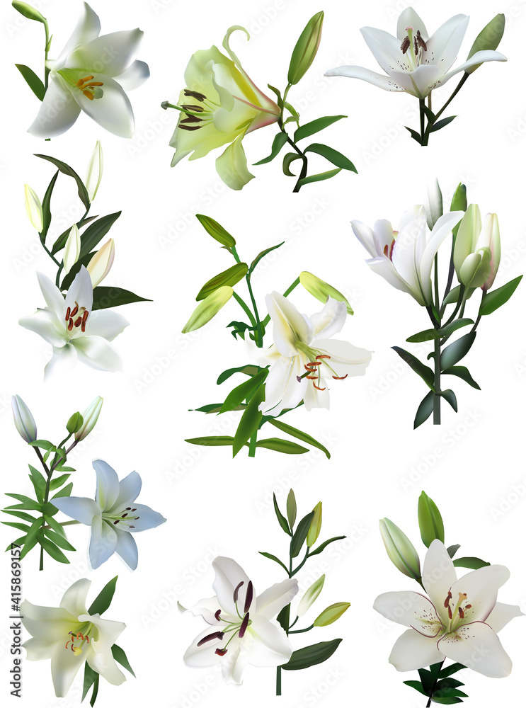 set of eleven light lily flowers isolated on white