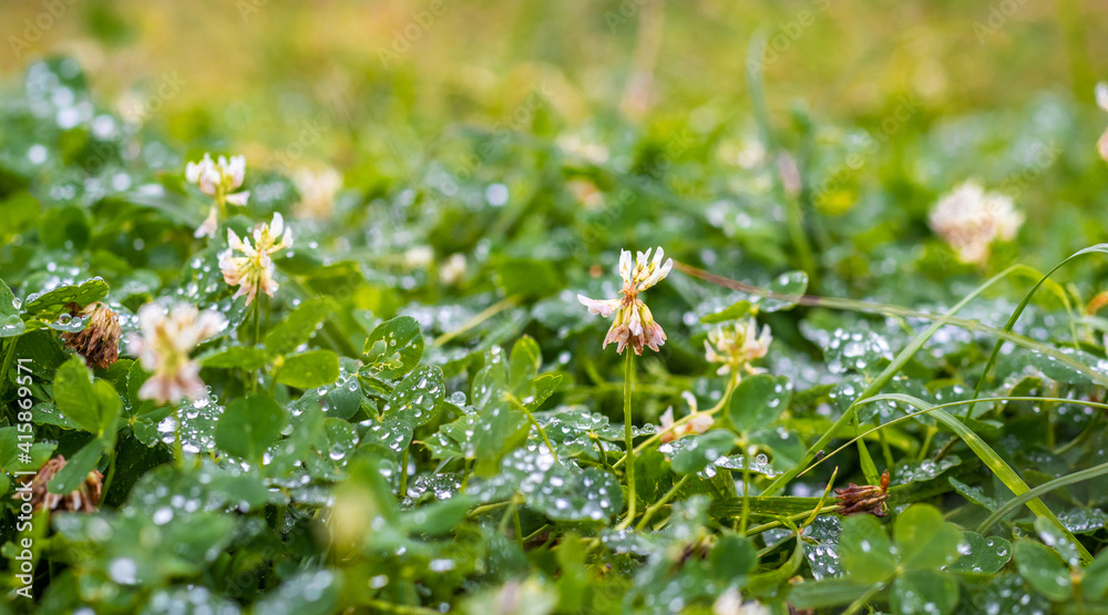 Clover flowering. Clover flowers among the grass with raindrops Clover flowering. Clover flowers among the grass with raindrops