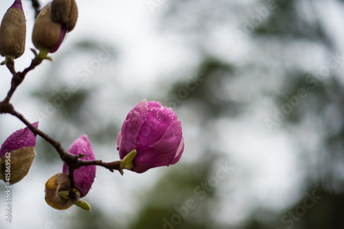 magnolia flowers in spring