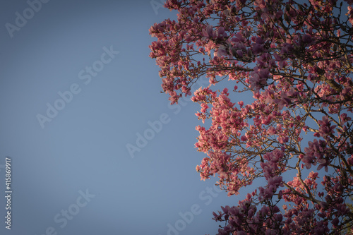 Pink Magnolia Flower2
