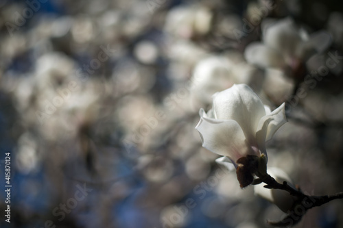 magnolia tree blossom