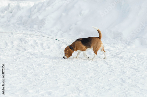 Fototapeta Naklejka Na Ścianę i Meble -  beagle on a walk on a cold winter day