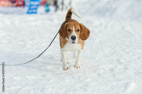 beagle on a walk on a cold winter day