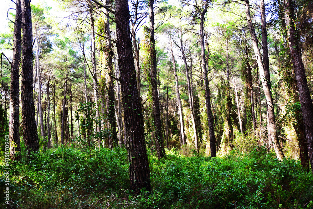 The mediterranean evergreen hard-leaved forest The mediterranean evergreen hard-leaved forest