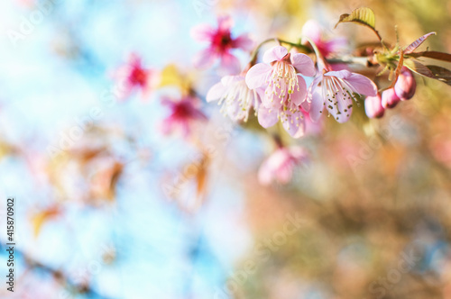 Closeup in the beauty of the cherry blossom flower nature in winter-flowering light pink.

