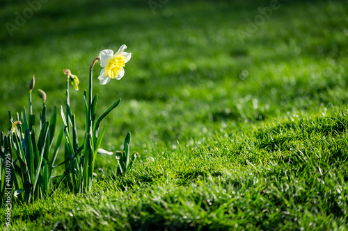 Fototapeta Naklejka Na Ścianę i Meble -  Selective focus shot of a daffodil flower in the field with a bokeh background