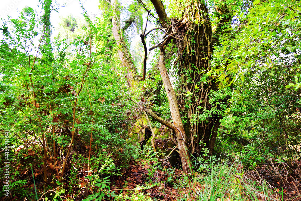 The mediterranean evergreen hard-leaved forest The mediterranean evergreen hard-leaved forest