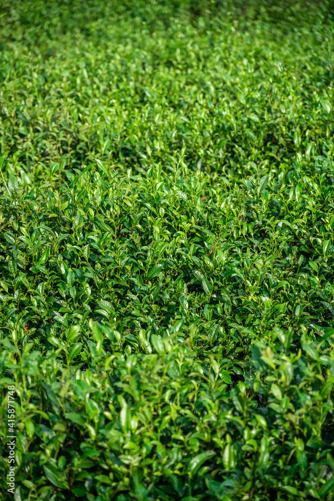 Tea bushes on a tea plantation on a sunny day Tea bushes on a tea plantation on a sunny day