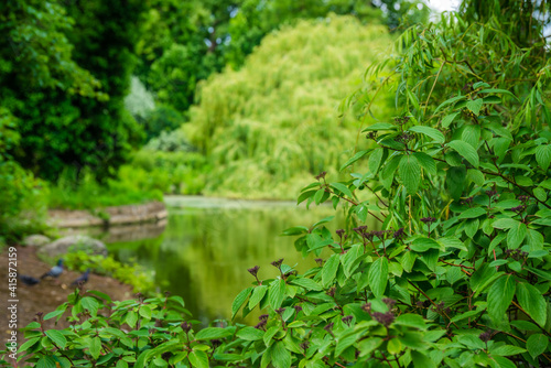 Green plants and small pond in a park in summer