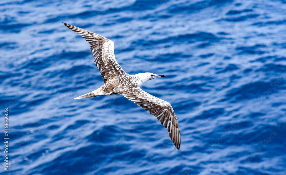 Seabird Masked, Blue-faced Booby (Sula dactylatra) flying over the blue ocean. Seabird is hunting for flying fish jumping out of the water. Seabird Masked, Blue-faced Booby (Sula dactylatra) flying over the blue ocean. Seabird is hunting for flying fish jumping out of the water.