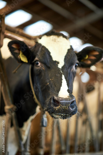 Close up of a black and white cow